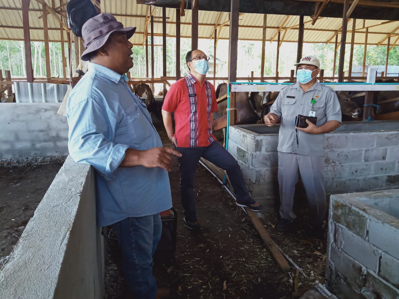 Kadistan Kunjungi Peternak Sapi